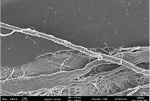 Kolagenske membrane